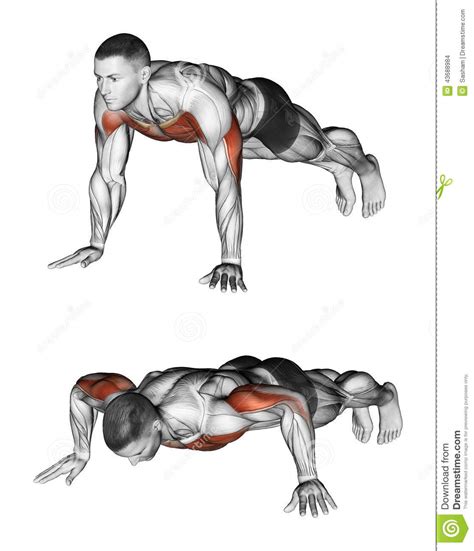By raising and lowering the body using the arms. Exercising. Pushups stock illustration. Illustration of ...