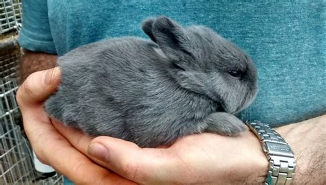 Silver Fox Rabbit Everything You Need To Know
