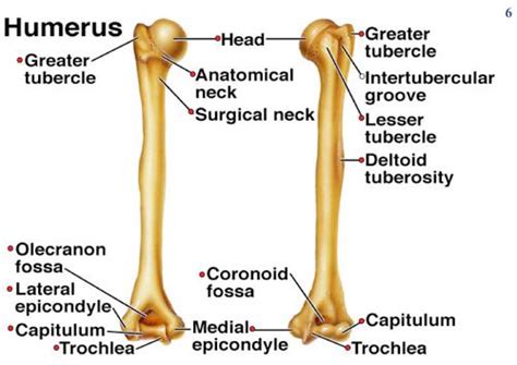 It consists of (a) long head of biceps, wrapped in the synovial sheath and (b) ascending branch of the anterior circumflex humeral artery. Ch 7 Axial Skeleton Lab book - Biology 250 with Norris at ...