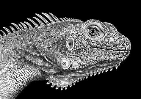 Countless Pens Used To Draw Detailed Animals Portraits Nel 2020