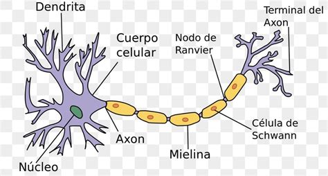 Dibujo De La Neurona Y Sus Partes Para Colorear Brainlylat