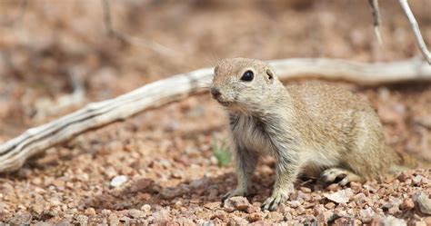 Round Tailed Ground Squirrel Tracey Harmon Photography