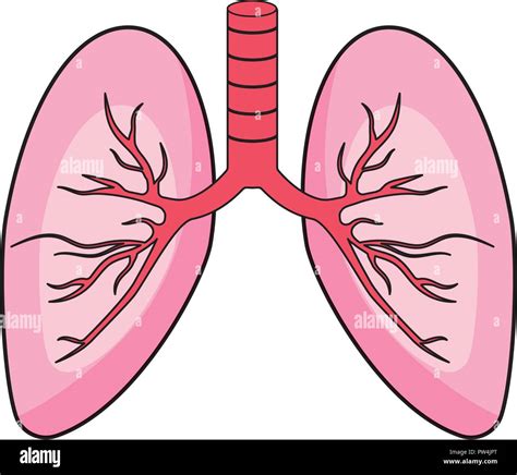 Human Lungs Symbol Stock Vector Image And Art Alamy