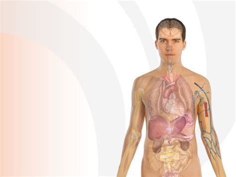 Anyone who understands the function of a bellows or an accordion will soon grasp the anatomy of the thorax. Human Body Anatomy Backgrounds | Health, Medical Templates ...