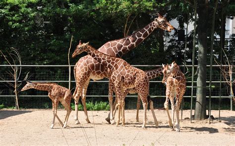 Giraffengruppe Im Kölner Zoo 03082010 Tier Fotoseu