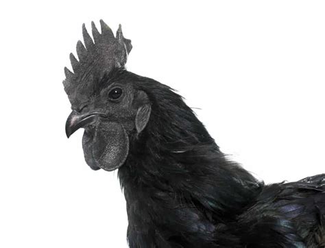 Ayam Cemani Everything You Need To Know About This Rare And Mysterious All Black Chicken