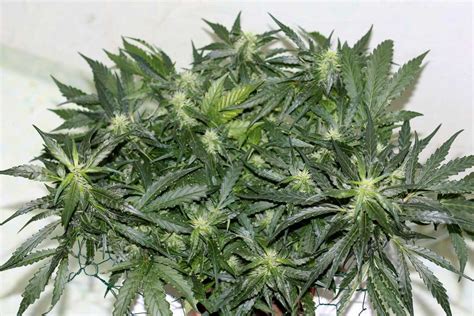 If the recipient is not at the delivery address to receive their flowers, a card will be left, marking the undelivered item as 'perishable' and requesting its collection. How tall will my plant grow? And how long will it take ...