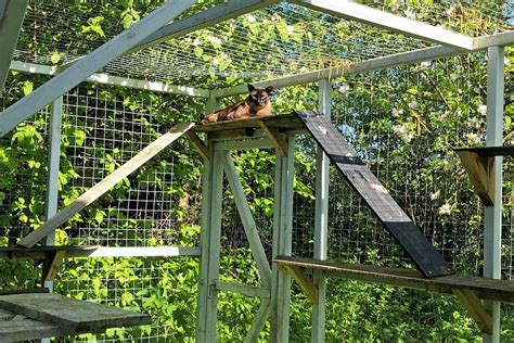 15 Of The Best Large Outdoor Catio Ideas On Instagram Daily Paws