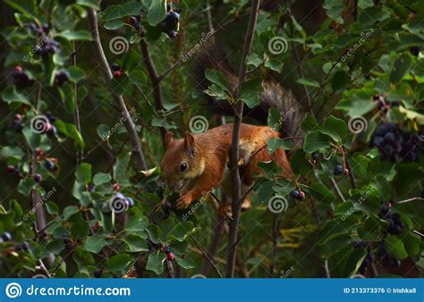 Squirrel Eating Berries On A Tree Stock Photo Image Of Eating Garden