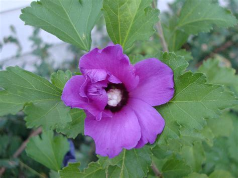 Purple Flowering Bush Flowers Forums