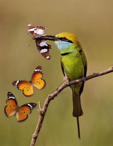 Butterfly Mimicry Through The Eyes Of Bird Pr Eurekalert