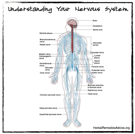 Human Central Nervous System Diagram It Maintains All The Functions