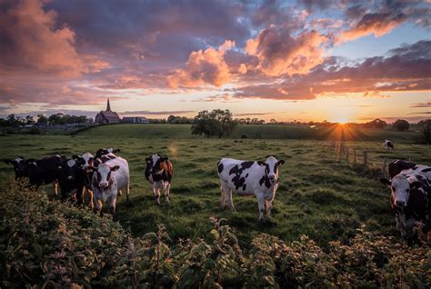 Cow Fields Sunrises And Sunsets Clouds Sun Animals Nature