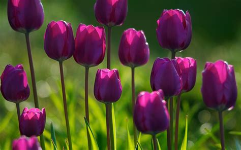 Spring Purple Flowers Wallpaper High Definition High Quality Widescreen