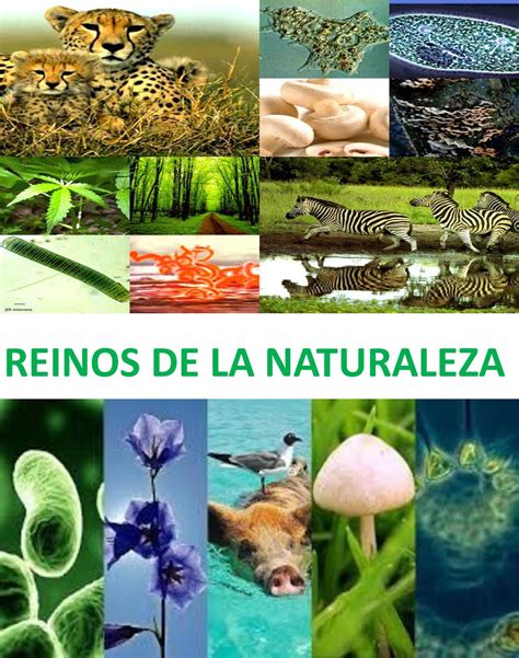 Calaméo Reinos De La Naturaleza Revista Digital Rodrigo Paz