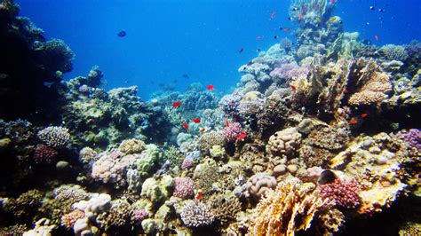 Sea Life Pictures Underwater