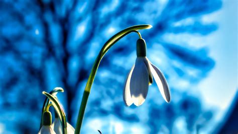 Download Wallpaper 1920x1080 Snowdrops Flowers Plant Spring Macro