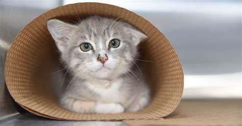 from purritos to portland pee wee kittens get a lift to happiness aspca