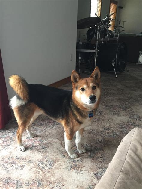 Turns Out Rusty Really Is Part Shiba Inu Part Border Collie And 100