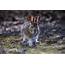 Snowshoe Hare  Pro Fur Color Traits Facts Feet Habitat
