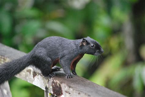 Black Eared Squirrel Nannosciurus Melanotis Is A Species Of Rodent In