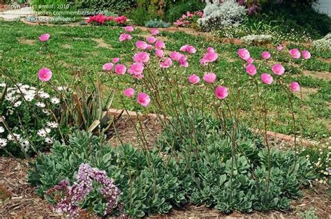 Jul 26, 2021 · southern locations may cause the plant to break dormancy too early, resulting in the loss of flowers to frost damage. PlantFiles Pictures: Rock Purslane (Calandrinia ...