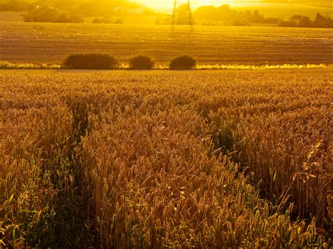 20090722 Sunset On Wheat Field 03 Wheatfield Near Rickling Flickr