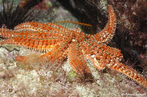 Coscinasterias Muricata Eleven Arm Star Reef Life Survey