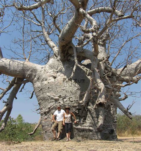 Interesting Discovery Of Giant Baobab Trees Live For 3 000 Years With Empty Intestines Can