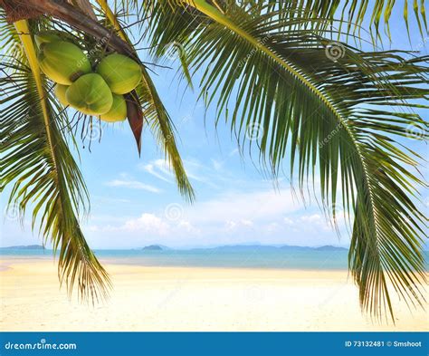 Coconut Palm Trees With Coconuts Fruit On Tropical Beach Background