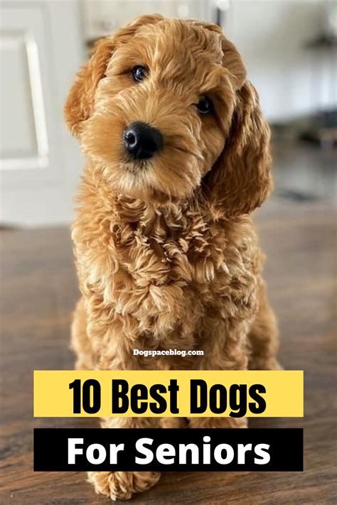Top 20 Best Dogs To Own Rotu