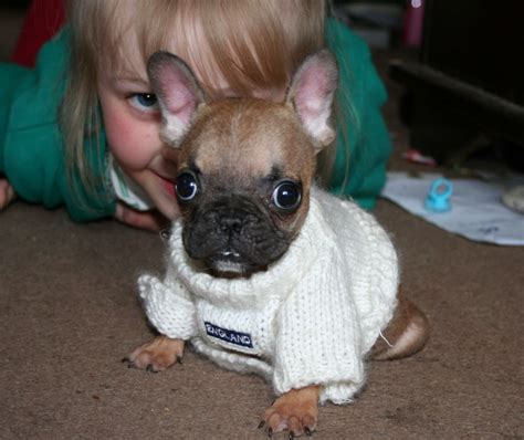 Click here to view french bulldogs in wisconsin for adoption. Very Small french bulldog | Harrogate, North Yorkshire ...
