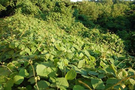 How Kudzu Ate The South And How The South Can Eat Kudzu Robesonian