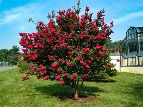 Flowering Trees Dwarf Flowering Trees Plantingtree