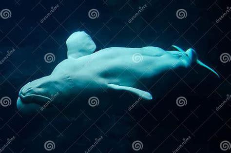 Beluga Whale Playing Stock Photo Image Of Blue Life 40080832