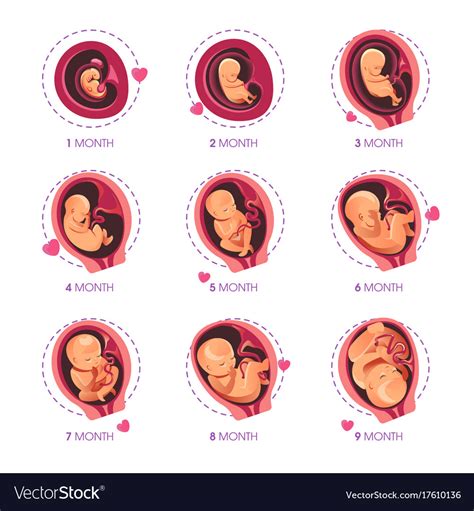 Embryo Month Stage Growth Pregnancy Fetal Vector Image
