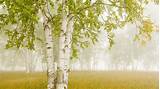 Birch Trees - Bing Wallpaper Download