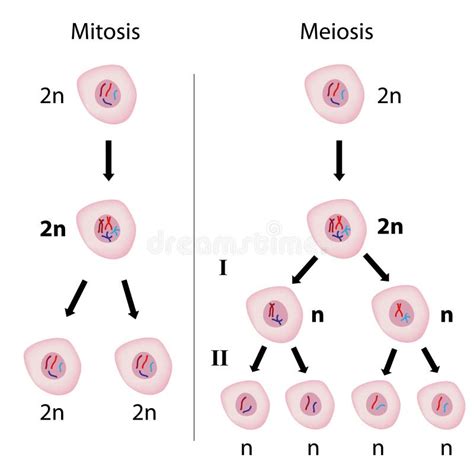 Mitosis Versus Meiosis Stock Vector Image Of Biology 25707837