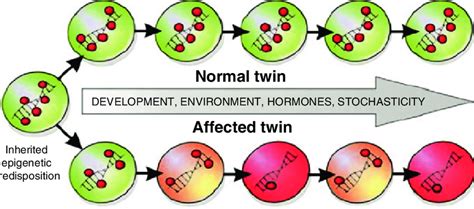 Epigenetics Of Mz Twins Discordant For Complex Disease In This Model