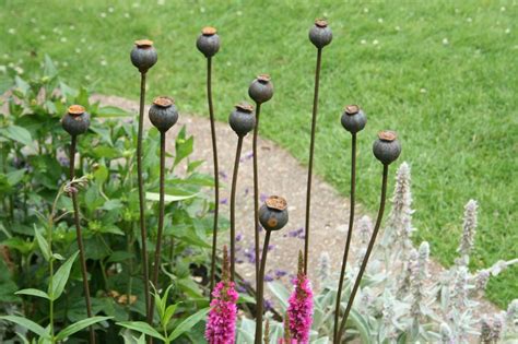Once circled by our signature steel plant supports, the flowers are held smartly to attention. Details about Medium Metal Poppy Seed Head Decorative ...