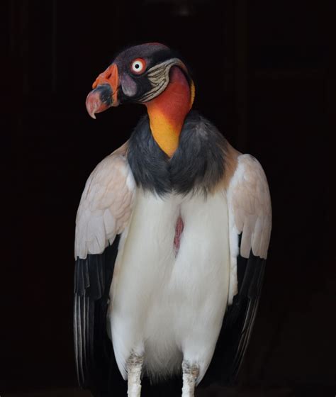 King Vulture Gallery Reptile Gardens