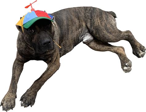 Geanbaye Dog Hats With Funny Propeller Size And Rope Double Adjustment