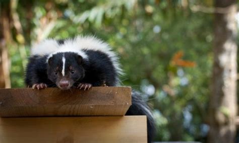 How To Get Rid Of Skunks Under Deck Shed Porch And House