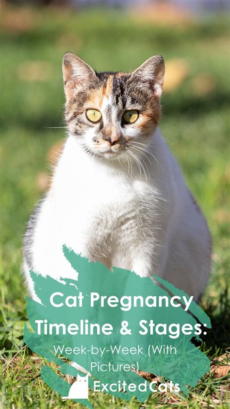 Cat Pregnancy Timeline And Stages Week By Week With Pictures