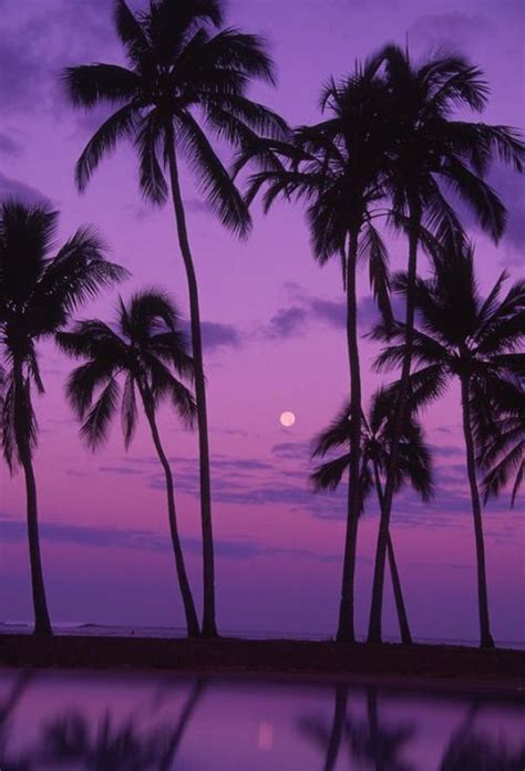 Palm Trees On Tumblr