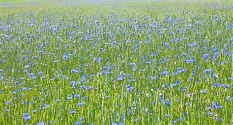 Field Of Wheat And Cornflowers Stock Photo Image Of Land Centaurea
