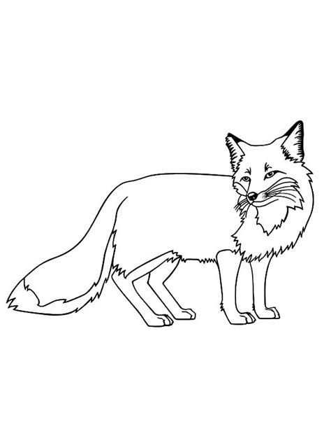There are all types of fox, red fox, arctic fox, gray. Kit Fox Coloring Pages - Download & Print Online Coloring ...