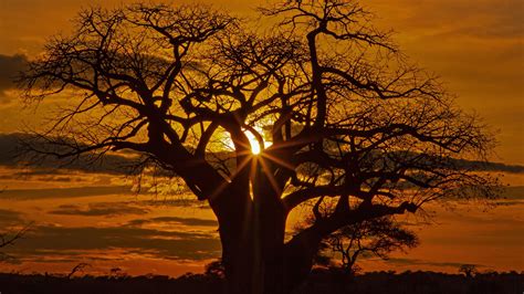 Africa Savannah Tree Without Leaf During Sunset Hd Nature Wallpapers Hd Wallpapers Id 50861