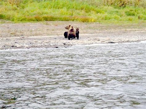 Heartbreaking Moment Mother Bear Leaves Cubs To Fend For Themselves In