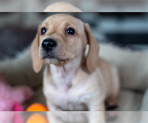 Look at pictures of dachshund puppies in iowa who need a home. View Ad: Dachshund Puppy for Sale near Iowa, DES MOINES ...